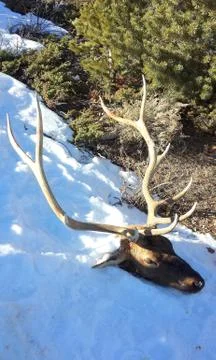 Elk head. Stock Photos