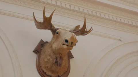 Elk Head On The Wall Video stock 117561851