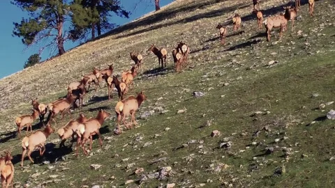 Elk heading uphill 스톡 동영상 152190701