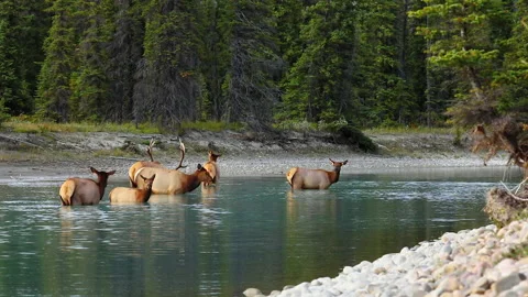 Elk Herd Bathe in Alpine River, Jasper National Park, Alberta, Canada Vidéo 141483852