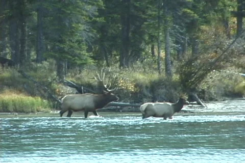 Elk Herd Crosses Athabasca River (2 of 3) Stock Footage