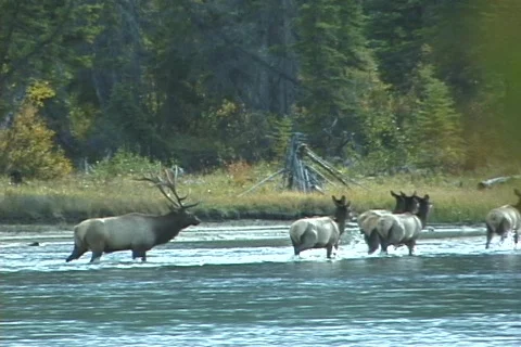Elk Herd Crosses Athabasca River (3 of 3) Stock Footage