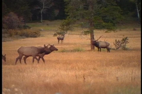 Elk herd crossing meadow Video stock 103752