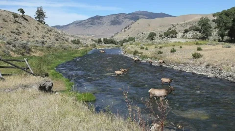 Elk Herd Drinking from Yellowstone River 스톡 동영상 524495