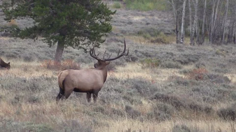 Elk Herd During the Rut Vídeos de archivo 55263724