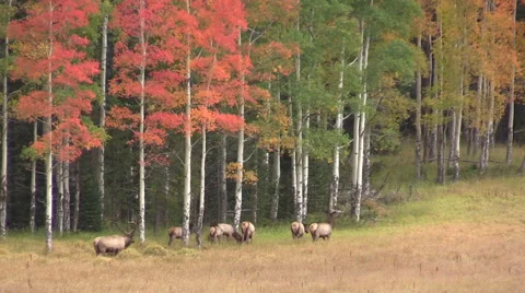 Elk Herd in Fall Landscape Vídeos de archivo 43006616