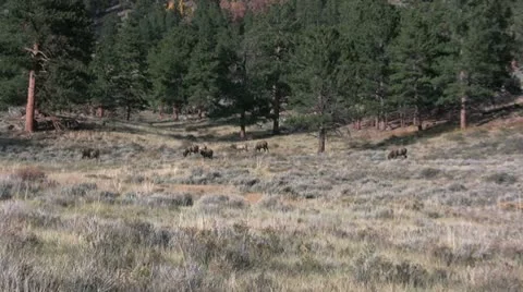 Elk herd Feeding Vídeos de archivo 12453290