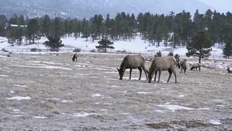 Elk herd in a field during the winter in the Rockies Stock Footage 149413412