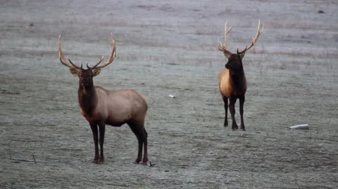 Elk herd Vidéo 1073361