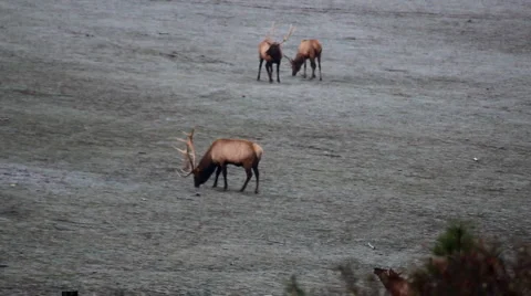 Elk herd Vidéo 1073451