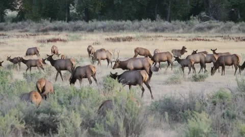 Elk herd Stock Footage