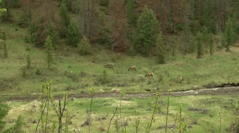 Elk herd Stock Footage 12766508