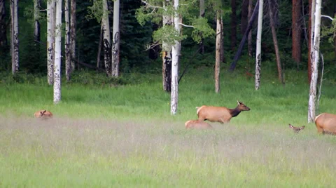 Elk herd Stock Footage 32454500