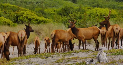 Elk Herd Stock Footage 45094464