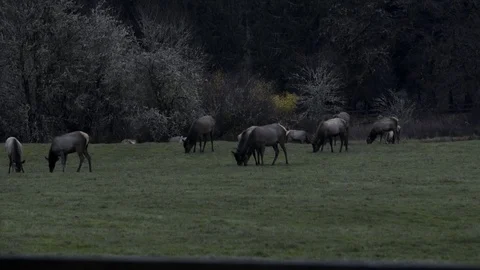 Elk Herd 動画素材 82767494