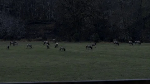 Elk Herd 動画素材 82767860