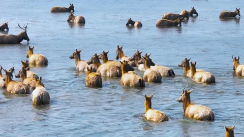 Elk Herd Grazing in Protected Forest Reserve Stock Footage 304206322