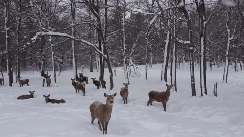 Elk herd hiding in forest during winter snow storm Stock Footage 149452302