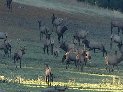 Elk Herd Interaction, Bulls Sparring Courting Chasing Stock Footage 125480696