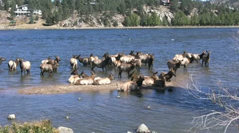 Elk Herd in Lake Vídeos de archivo 12448676