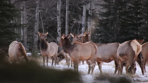 Elk herd looking to the camera Stock Footage