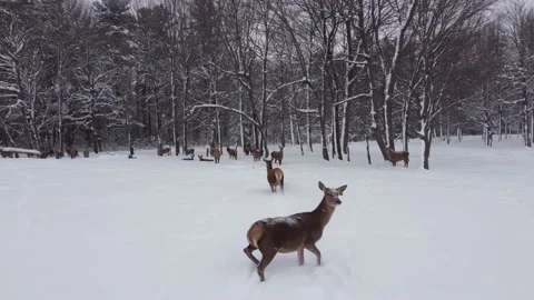 Elk herd low aerial winter snowing at forest edge Stock Footage 149452266