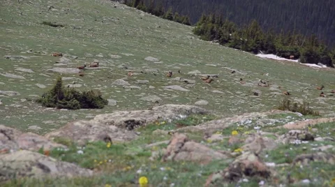 Elk Herd in Meadow  Stock Footage 41669644