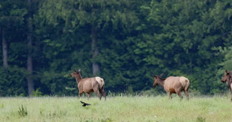 Elk herd migration 2.8k 120fps Stock Footage 130873147