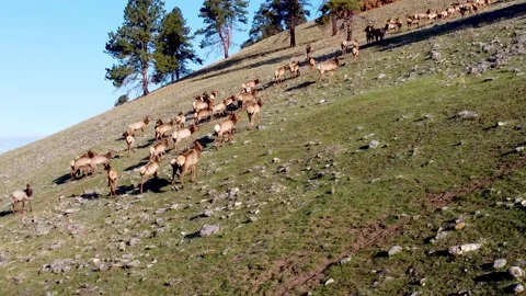 Elk Herd on the move 스톡 동영상 152344757