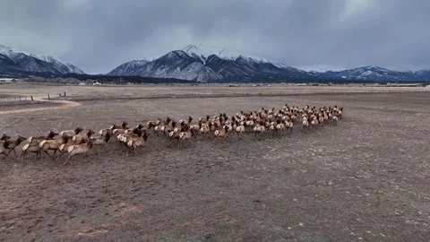 Elk herd Mt Princeton Stock Footage 272726375
