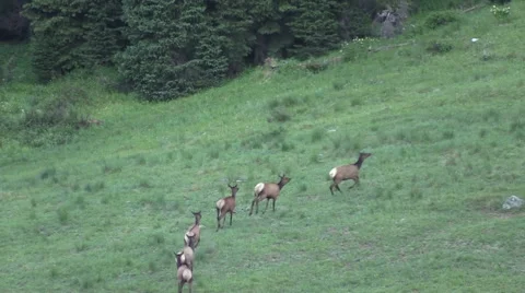 Elk Herd Running Stock Footage 51770593