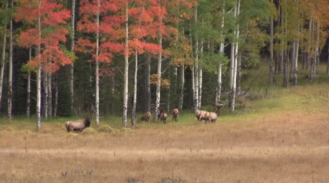 Elk Herd in Rut and Fall landscape Vídeos de archivo 42159254