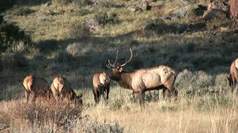 Elk Herd in Rut Vídeos de archivo 12477109