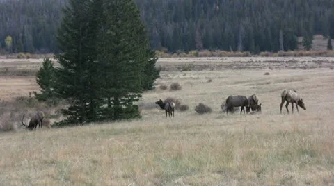 Elk Herd in Rut Vídeos de archivo 12530258