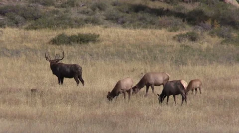 Elk Herd in Rut Vídeos de archivo 42023255