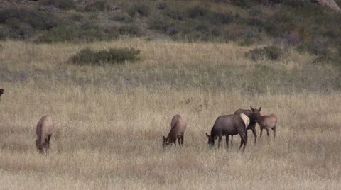 Elk Herd in Rut Stock-Footage 42071506