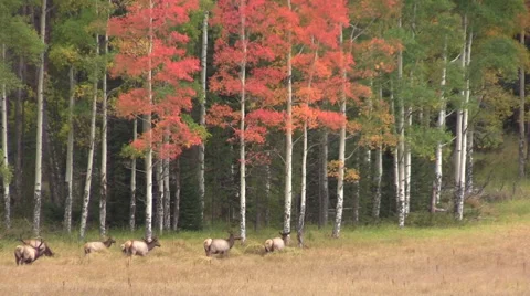 Elk Herd in Rut 库存影片 43004839