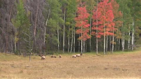 Elk Herd in Rut Vídeos de archivo 43005815