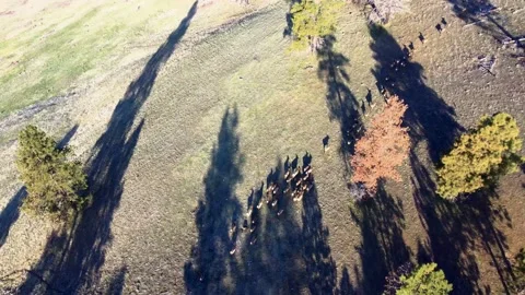 Elk Herd shadows 스톡 동영상 152344753