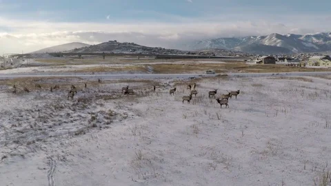 Elk herd in snow - flyover Stock-Footage 71210759