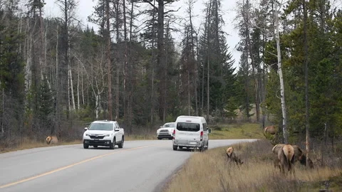Elk herd with traffic passing by on highway, Jasper Nat Park, Canada  4k Stock-Footage 255543217