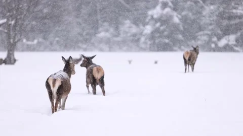 Elk herd walking in super slomo snowstorm Stock Footage 149452279