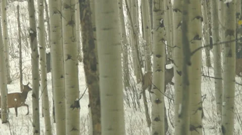 Elk Herd walking through snowy treeline Vídeo Stock 32016540