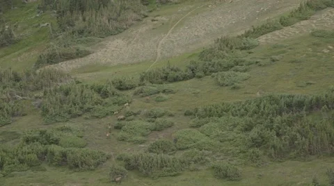 Elk herd walks up hillside Stock Footage 47292269