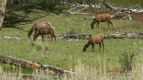 Elk herd in Yellowstone Stock-Footage 11112150