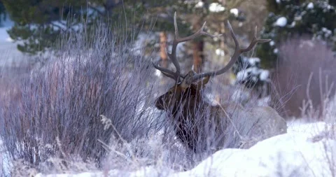 Elk Hides Behind the Bush 스톡 동영상 240035396
