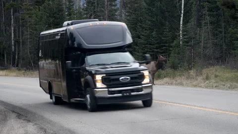 Elk on highway with van, traffic, passing by, Jasper Nat Park, Canada 4k Stock Footage 255543395