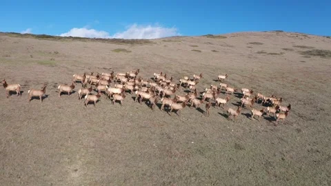 Elk on hill 库存影片 137429617