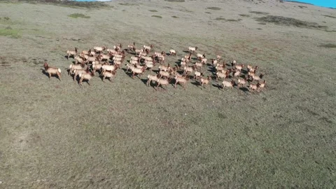 Elk on hill video10 Stock-Footage 137429561