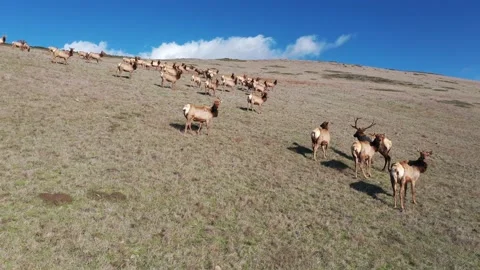 Elk on hill video2 Vídeo Stock 137429722